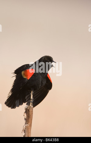 Il canto maschio rosso winged Blackbird Foto Stock