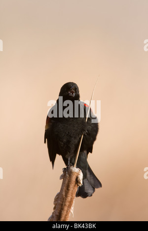 Il canto maschio rosso winged Blackbird Foto Stock