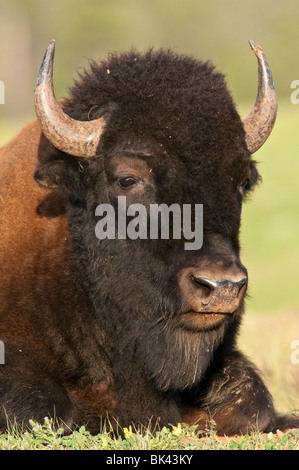 North American Plains, Bison bison bison bison, parco nazionale della Grotta del Vento, il Dakota del Sud, STATI UNITI D'AMERICA Foto Stock