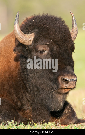 North American Plains, Bison bison bison bison, parco nazionale della Grotta del Vento, il Dakota del Sud, STATI UNITI D'AMERICA Foto Stock