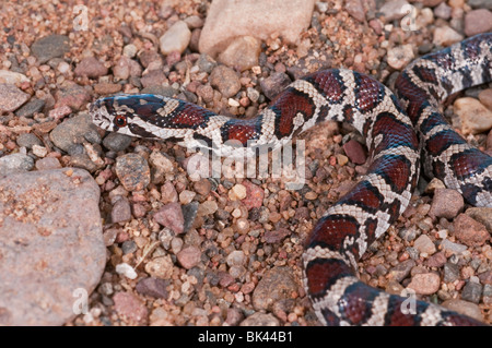 Latte orientale serpente Lampropeltis triangulum triangulum, capretti, nativo per gli Stati Uniti, Messico, Sud America Latina Foto Stock