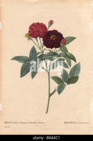 Rosa di van Eeden rosa gallica purpurea velutina, parva Rosier de van Eeden Foto Stock