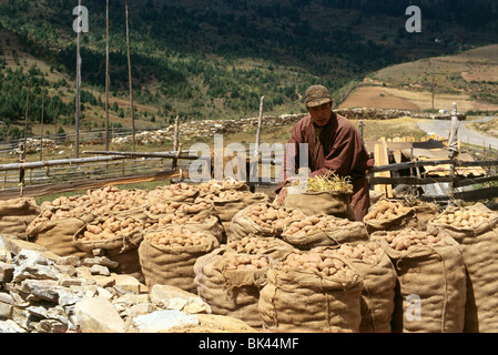 Lavoratore agricolo interessato e sacchi di patate, Regno del Bhutan Foto Stock