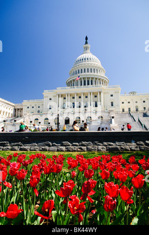 Edificio del Campidoglio DEGLI STATI UNITI Spring Tulips Washington DC | WASHINGTON D.C., Stati Uniti — i tulipani rossi fioriscono lungo la base del Campidoglio DEGLI STATI Uniti, dove i visitatori si riuniscono sulla piazza sotto la sua cupola in ghisa. Le piantagioni primaverili sul Campidoglio in genere fioriscono dalla fine di marzo ad aprile e attirano folle nell'area del National Mall durante l'alta stagione turistica. Foto Stock