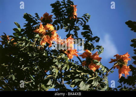 La struttura Fontana 'African tulip tree", una fiamma di bosco, o Nandi fiamma in Brasile, Sud America Foto Stock