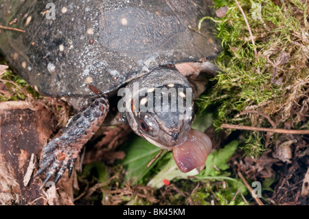 Avvistato tartaruga, Clemmys guttata, mangiando un comune lombrico, lombrico terrestris. La tartaruga è nativo di EST negli Stati Uniti Foto Stock