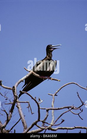 Femmina Frigatebird magnifico appollaiato su un ramo, Isole Galapagos, Ecuador Foto Stock