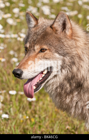 Lupo grigio, Canis lupus, in un campo di fiori selvatici, Minnesota, Stati Uniti d'America Foto Stock