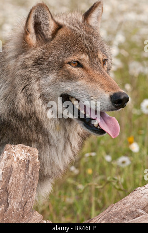 Lupo grigio, Canis lupus, in un campo di fiori selvatici, Minnesota, Stati Uniti d'America Foto Stock