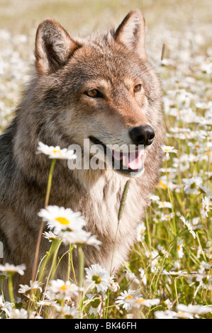 Lupo grigio, Canis lupus, in un campo di fiori selvatici, Minnesota, Stati Uniti d'America Foto Stock