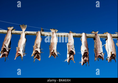 Essiccamento cod per produrre stoccafisso tradizionale su rack all'aperto nelle Isole Lofoten in Norvegia Foto Stock