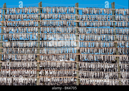 Essiccamento cod per produrre tradizionale stoccafisso all'aperto su un telaio rack in Svolvaer in Isole Lofoten in Norvegia Foto Stock