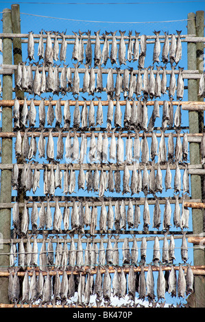 Essiccamento cod per produrre tradizionale stoccafisso all'aperto su un telaio rack in Svolvaer in Isole Lofoten in Norvegia Foto Stock