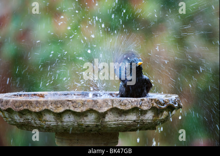 Lo Sturnus vulgaris. Starling lavaggio in una pietra bagno Uccelli nel giardino. Regno Unito Foto Stock