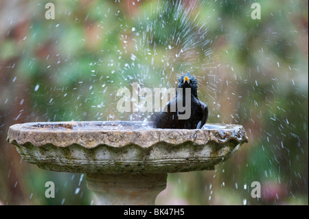 Lo Sturnus vulgaris. Starling lavaggio in una pietra bagno Uccelli nel giardino. Regno Unito Foto Stock