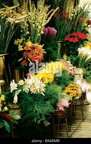 Negozio di fiori lungo la rambla de Sant Josep Barcellona Spagna la rambla de les Flors (la rambla di fiori) è chiamato questo perché Foto Stock