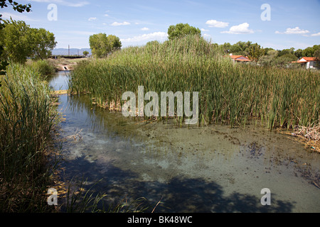 Deserto ricostruito le zone umide Balmorhea parco dello stato alimentato da San molle Salomone Texas USA Foto Stock