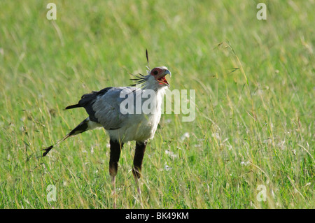 Segretario Bird Sagittarius serpentarius chiamando nella prateria savannah Foto Stock