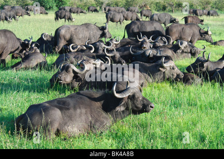 Mandria di bufali africani Syncerus caffer caffer appoggiata in erba Foto Stock