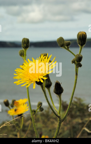 Perenne Sow-cardo, sonchus arvense Foto Stock