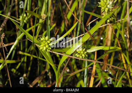 Almeno Bur-reed, sparganium natans Foto Stock