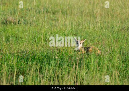 Giovane nero-backed Jackal Canis mesomelas giacente in erba Foto Stock