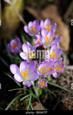 Bumble Bee Bombus terrestris alimentazione alimentazione crocus fiori caldo sole di primavera fioritura viola mazzetto gruppo cluster Foto Stock