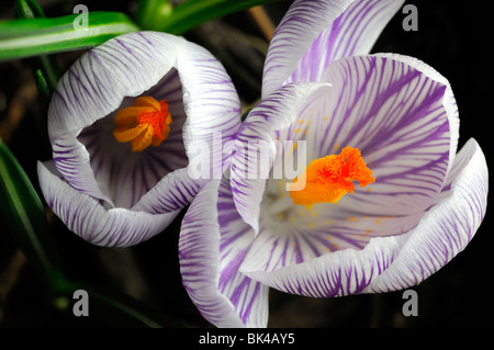 Crocus fiori fioritura viola di primavera perenne due coppia Foto Stock