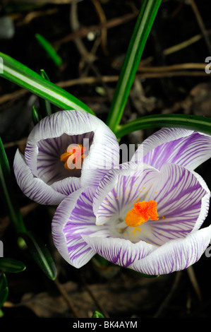 Crocus fiori fioritura viola di primavera perenne due coppia Foto Stock