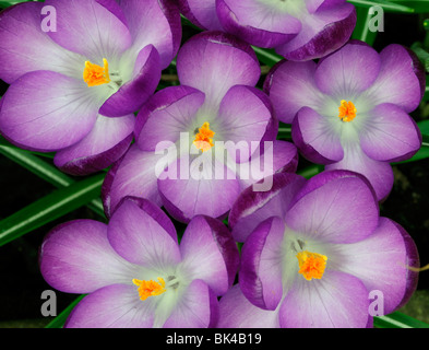 Crocus fiori fioritura viola di primavera perenne mazzetto gruppo cluster Foto Stock