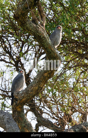 Una coppia di Dark Chanting-Goshawks Melierax metabates seduto in una struttura ad albero Foto Stock