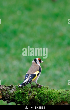 Cardellino Carduelis carduelis stand di persico permanente appollaiato sul verde muschio coperte di muschio branch Foto Stock