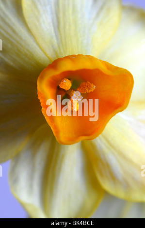 Narcissus tazetta gruppo grand soleil d'or Yellow Daffodils sfondo bianco Foto Stock