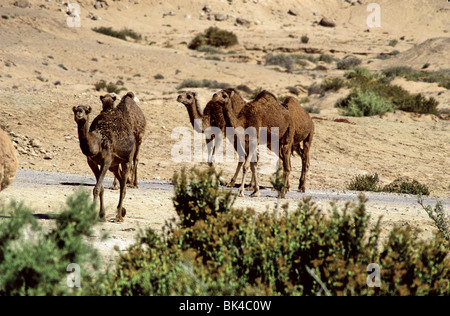 I cammelli vicino al layoun oasi, Marocco Foto Stock