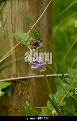 Veccia di Bush Foto Stock