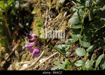 Veccia di Bush Foto Stock