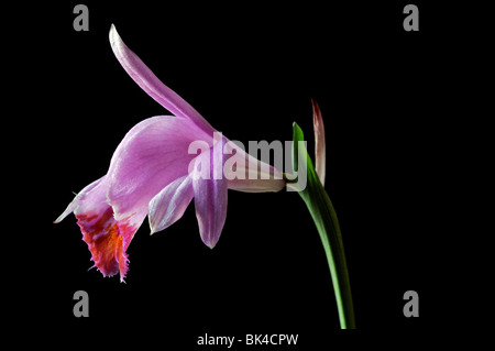Pleione tongariro davanzale orchid di piante e fiori viola rosa impostare il contrasto contrastato il nero lo sfondo scuro Foto Stock