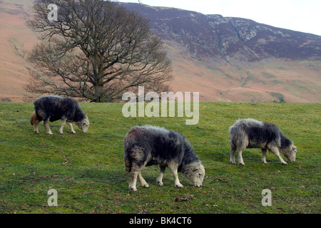 Herdwick pecora a Borrowdale Foto Stock