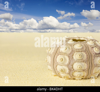 La shell dei ricci di mare sulla spiaggia - Collage Foto Stock
