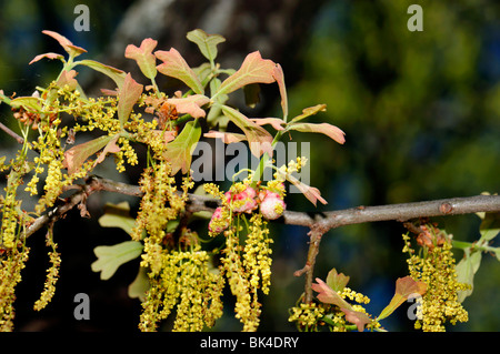 Appena emerse Blackjack molla di foglie di quercia e amento. Primo piano. Oklahoma, Stati Uniti d'America. Foto Stock