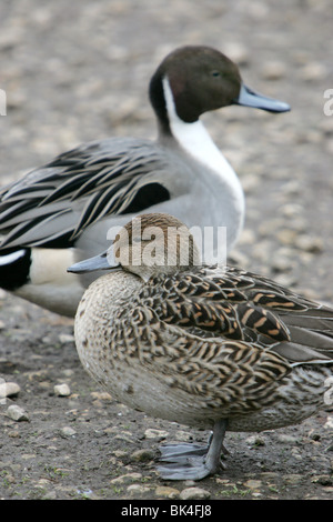 Maschio e femmina Pintail anatre Foto Stock