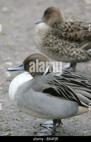 Maschio e femmina Pintail anatre Foto Stock