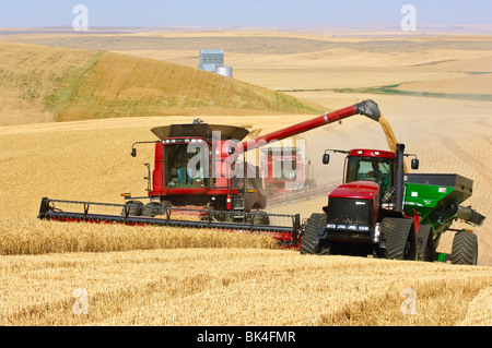 Una mietitrebbia Case raccolto del frumento durante lo scarico in movimento di un carrello per granella sulle colline della regione di Palouse di Washington Foto Stock