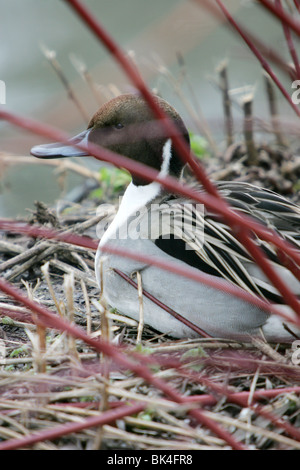 Un maschio Pintail duck Foto Stock