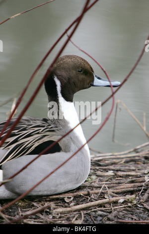 Un maschio Pintail duck Foto Stock