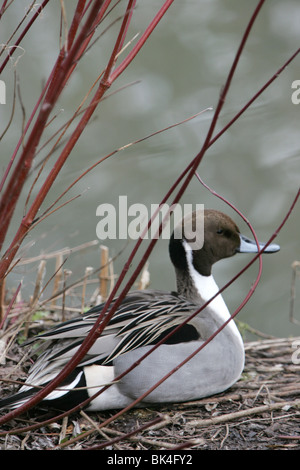 Un maschio Pintail duck Foto Stock