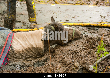 I vigili del fuoco nel processo di salvataggio cavallo bloccato nel fango profondo nella zona boscosa DEL REGNO UNITO Modello completamente rilasciato Foto Stock