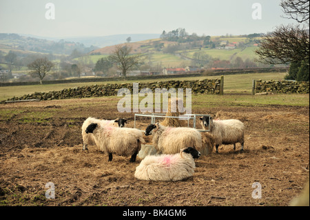 Pecore Swaledale a Eskdale sul North York Moors in Il Regno Unito in primavera Foto Stock