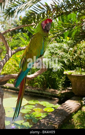 Macaw militare, Ara militaris Foto Stock