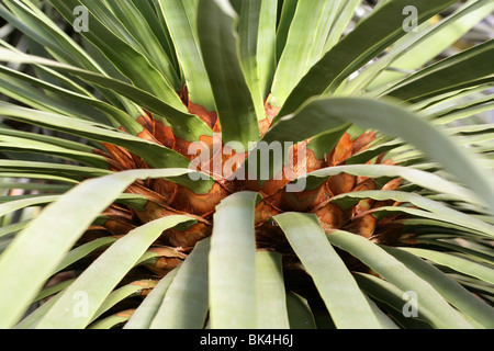 Sangue di Drago albero o Socotra Dragon Tree, Dracaena cinnabari, Dracaenaceae (Ruscaceae). Endemica di isole Socotra, Yemen. Foto Stock